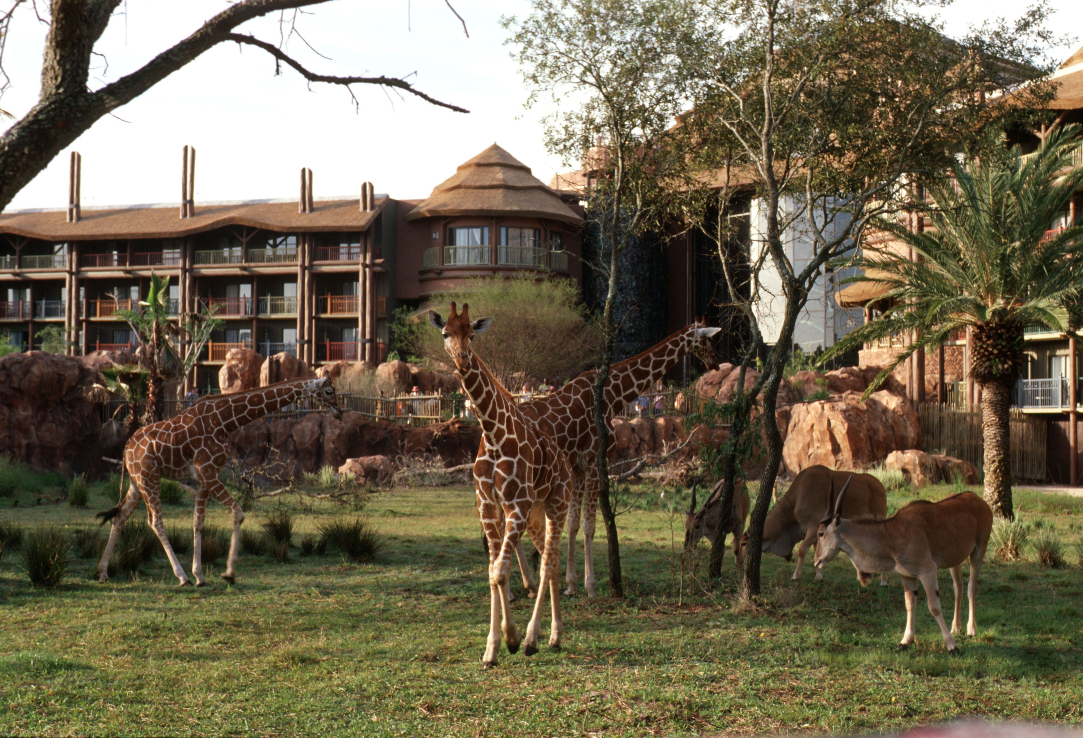 Giraffes and other animals crossing the savanna in front of Disney's Animal Kingdom Lodge