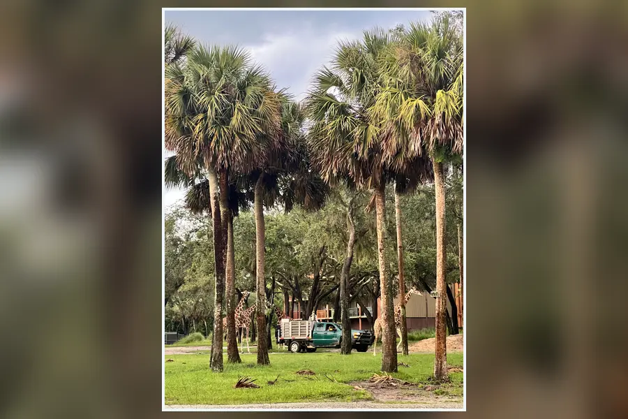 Kidani Village at Disney’s Animal Kingdom Villas